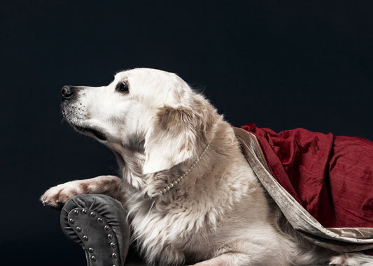 The Complete Dog Shedding Guide: Why Dogs Shed and How to Manage It