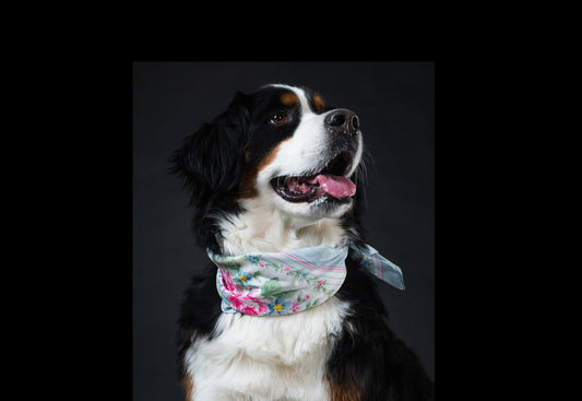 The Complete Dog Grooming Guide at Home (2026) | Step-by-Step for Every Breed