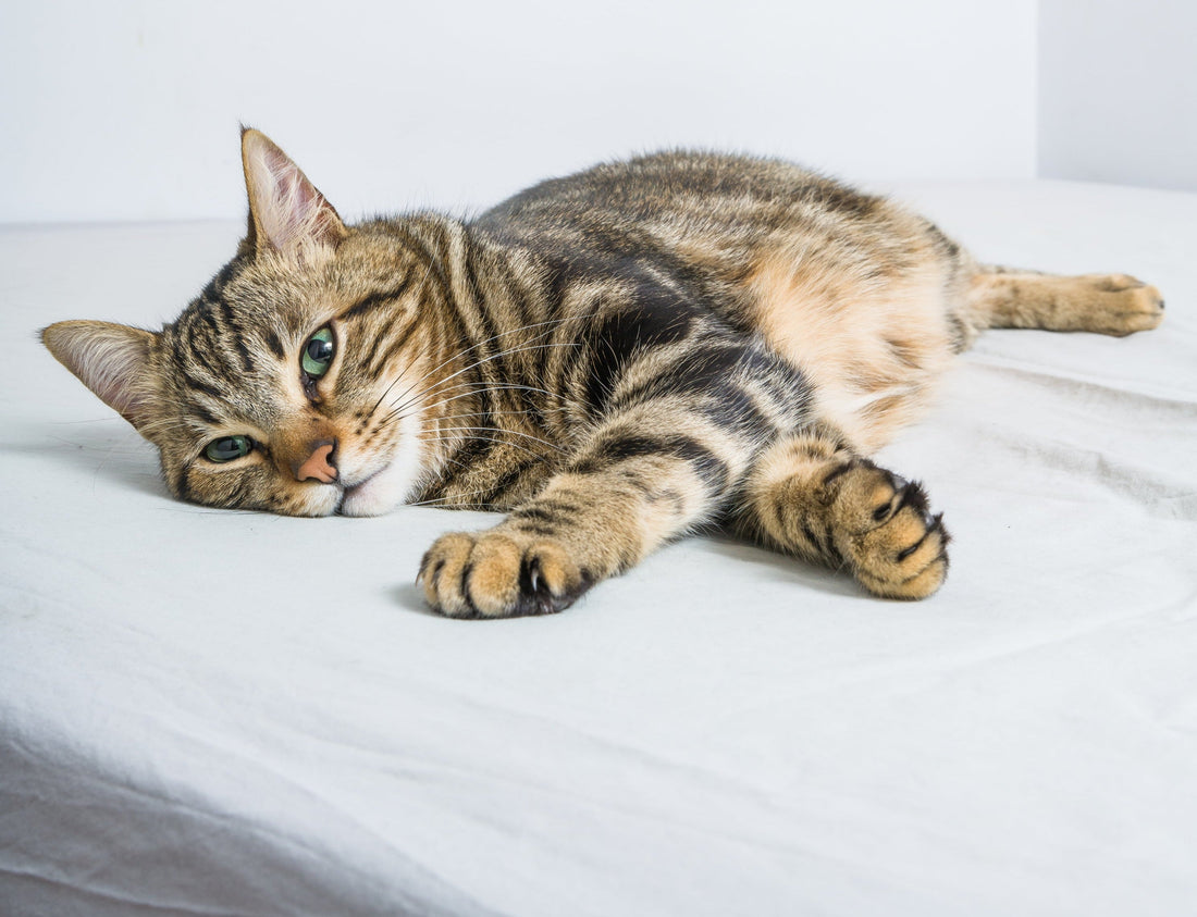 The Complete Cat Grooming Guide: Everything You Need to Know 2026