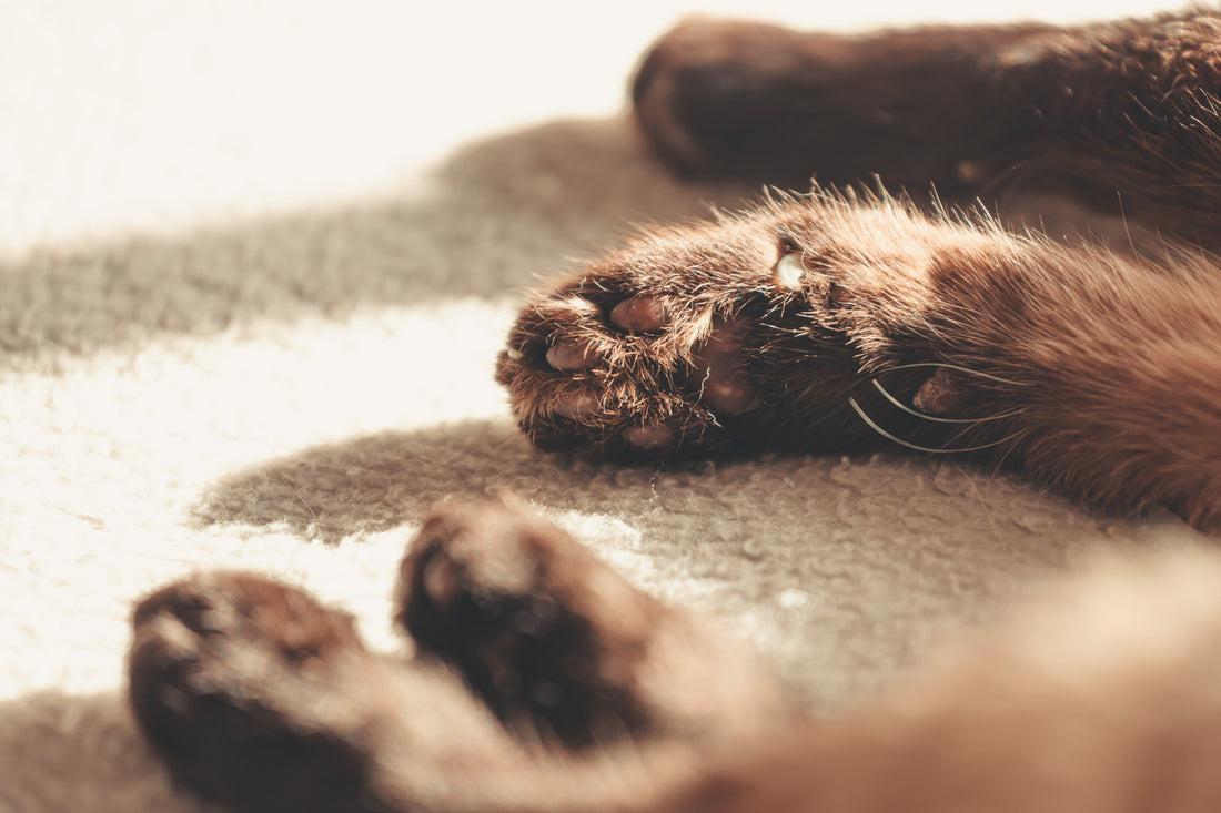 The Ultimate Guide to Pet Grooming Tools: Everything Dogs and Cats Need (2026)