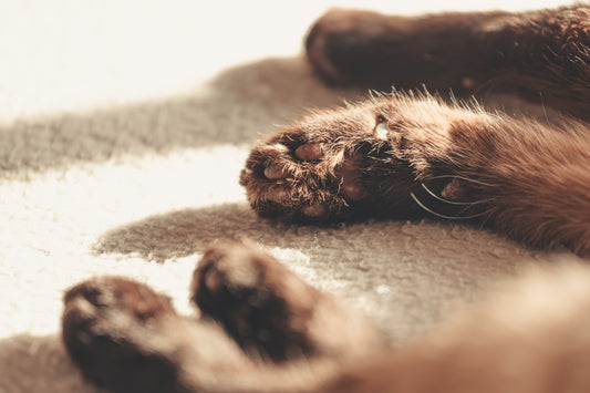 The Ultimate Guide to Pet Grooming Tools: Everything Dogs and Cats Need (2026)